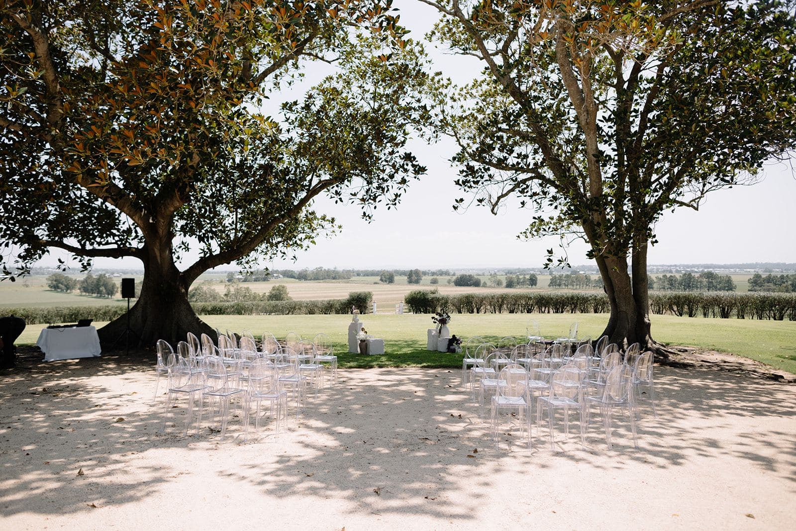 Ghost chairs set under wide fig trees for a vineyard wedding ceremony
